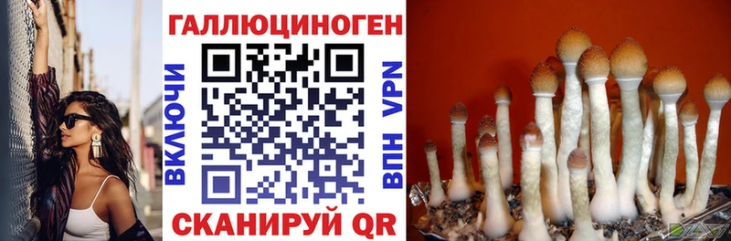 Псилоцибиновые грибы Psilocybe  Купить закладки  Карабулак 